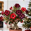 CUIKWA Rosa del Deserto Rara/Perenne Resistente/Tubero di Rosa del Deserto/Rara/Bassa Manutenzione/Decorazione d'Interni-1 Rizoma-F