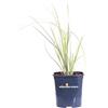 eGarden.store Pianta di Erba della Pampas Pianta di Cortaderia Selloana pianta da esterno pianta da giardino pianta graminacea Cortaderia ornamentale pianta vera venduta da eGarden.store (Splendid Star v.17 cm)