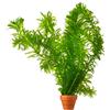 vdvelde.com vdvelde - Elodea Egeria Densa - Set da 5 - Pianta Ossigenante per Laghetto & Acquario - Contro Alghe & per Acqua Limpida - Rustica - Pianta Subacquea