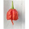 GHINO DI TACCO SEMI PEPERONCINO CAROLINA REAPER HP22B