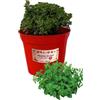 P. Piantine da Orto | Maggiorana, Pianta in Vaso Diametro 14 cm, Pianta Pronta per il Trapianto, Pianta Vera da Esterno, Piantina Aromatica per Balcone o Terrazzo, Vivaio Italiano