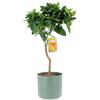 KENTIS - Citrus Sinensis - Pianta Vara di Arancio Dolce - Alberi da Frutto da Esterno Giardino Balcone - H 70-80 cm Vaso Ø 20 cm