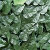 Tenax Divy Laurus Net siepe Sintetica in Poliestere con Rete Tessuta schermante, Verde, 1,50x3 m