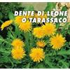Mondonatura Tarassaco Dente di leone semi in busta