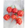 GHINO DI TACCO SEMI PEPERONCINO CAROLINA REAPER HP22B