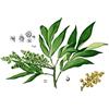 Generic 5 Albero Semi Wash Noci (Sapindus Saponaria) Semi, Llavors: Graines