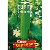Italsementi Luffa Cylindrica