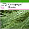 SAFLAX - Citronella - 50 semi - Con substrato - Cymbopogon flexosus