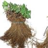 SAVINI VIVAI L'ARTE DI FARE NATURA SAVINI VIVAI Piante di Fragole Unifere Precoci Alba a Radice Nuda Mazzi da 20 Frigoconservate