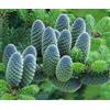 Generico 25 Semi di Abete Coreano (Abies Koreana) - Albero Ornamentale con Coni Viola