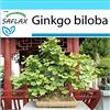 SAFLAX - Confezione regalo - Albero dei ventagli - 4 semi - Ginkgo biloba