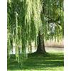 Vivaio di Castelletto Salice piangente Salix babylonica pianta in vaso h 100/130 cm Vivaio di Castelletto