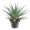 Vivaio di Castelletto Aloe arborescens Aloe padre Romano Zago pianta officinale in vaso ø18 cm pianta grassa sempreverde MADE IN ITALY Vivaio di Castelletto