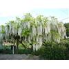 Generico AMDGarden Pianta di Glicine Wisteria rampicante Bianco in Vaso 18 CM