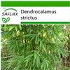 SAFLAX - Bambù di Calcutta - 50 semi - Con substrato - Dendrocalamus strictus