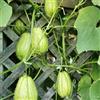 Generic semi di chayote, chayote di resistenti, vecchie varietà chayote, esotiche resistenti vecchi 35pcs
