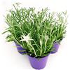 POWERS TO FLOWERS - STELLA ALPINA 3 PIANTE, piante vere