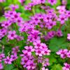 Generic Oxalis triangularis da giardino e da sostenibili in vaso selvatici in vaso,to, 7bulbi