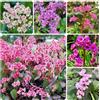 Generic semi di bergenia per luoghi soleggiati, ombra di bergenia tappezzante perenne resistente da esterno resistenti, primaverili 200pcs
