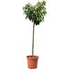 KENTIS - Pianta di Pesco - Prunus Persica - Piante Vere da Esterno - Alberello da Frutto - Vaso Ø 28 cm