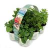 Amori e aromi 6 piante aromatiche (Cocktail) per aromatizzare drink, per realizzare il tuo orto sul balcone e profumare gli ambienti