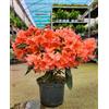 POWERS TO FLOWERS - RODODENDRO ARANCIONE/PESCA XXL, RHODODENDRON, IN VASO 22CM DIAMETRO, pianta vera