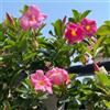 Generic semi di dipladenia mandevilla, ornamentali, decorazione di dipladenia resistenti, decorazione da giardino per esterni, balcone 150pcs