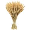 XHYASD 100 Pezzi Spighe di Grano Secche, 40cm Fiori Secchi Naturali Bouquet di Grano Decorativo per Casa Matrimonio Festa Tavolo Vaso