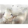 Runa Art Carta da parati fotografica Fiori Denti di leone Moderno Vello Soggiorno Camera Da Letto Sala - Made in Germany - Beige 9557010a