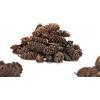 Garnelio Naturprodukte Garnelio - pigne di ontano, 10 pezzi, cibo per gamberetti