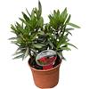 PERAGA GARDEN 1 PIANTA DI OLEANDRO EVOLUTION CANDY ROSSO VASO 14CM