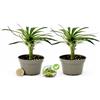 POWERS TO FLOWERS - PACHYPODIUM LAMEREI, PALMA DEL MADAGASCAR, MINI IDEALE PER TERRARIUM, 2 PIANTE, vaso 5,5cm, pianta vera