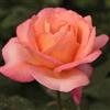 AMDGarden Pianta di Rosa JAZZ FESTIVAL® Meilland a Cespuglio Rifiorrente in Vaso 19 cm, Fiori Arancione Rame, Ideale per Esterni