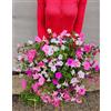 POWERS TO FLOWERS - POTUNIA PETUNIA VISTA BUBBLEGUM TRICOLOR XXL, ESEMPLARI VASO 22CM DIAMETRO, piante vere
