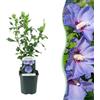 Plantenboetiek.nl Arbusti - Hibiscus syriacus Oiseau Blue - Fiore blu - 1 pianta - Deciduo - Bassa manutenzione - 35-45cm - Ø18cm - Pianta da giardino