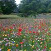 GardenersDream 100% Miscela di semi di fiori selvatici. Piante annuali del prato che attirano api e farfalle.