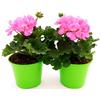 POWERS TO FLOWERS - GERANIO ZONALE HERCULES, PELARGONIUM, 2 PIANTE VASO 14, ROSA, piante vere