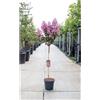 Vivaio di Castelletto Lagerstroemia indica Rosa pianta ad alberello in vaso ø26 cm h. 100/120 cm circa Vivaio di Castelletto