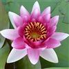 NATURAVIVA BASSANO NINFEA RUSTICA RESISTENTE ROSA