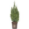 vannucci piante Juniperus chinensis 'Stricta', Ginepro, Cespuglio, Pianta vera in vaso Vannucci Piante, Pianta da terrazzo (cod. 5) (1x)
