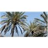 Seeds & Plants Shop by Ipsa Pezzi - 10x Phoenix Dactylifera Vero Palma da Datteri Giardino Piante - Seme ID423 - Seeds & Plants Shop by Ipsa