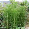 Generic Semi di equiseto, equiseto verdi giardino vecchie varietà raro semi di selvatiche coltivazione giardino prodotti sostenibili 150pcs