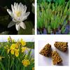 NATURAVIVA dal 1995 STARTER KIT NINFEA con piante palustri ed ossigenanti (con Ninfea Bianca)