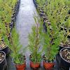 Generic Cupressocyparis leylandii 2001, 15 piante alte 40/60 cm, vaso Ø13