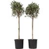 Plant in a Box - Olivi su tronco - Set di 2 - Olea Europaea - Vaso 21cm - Altezza 90-100cm