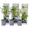 Plant in a Box - Ortensia hydrangea paniculata 'Phantom'- Ortensia Plume - Set di 3 - Perfetta per il giardino! - Vaso 9cm - Altezza 25-40cm
