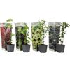 Plant in a Box - Miscela di bacche - Mix di 4 piante di bacche - Vaso 9cm - Altezza 25-40cm