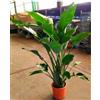 POWERS TO FLOWERS - STRELITZIA NICOLAI AUGUSTA, UCCELLO DEL PARADISO, ESEMPLARI XXL, VASO 30CM DIAMETRO, ALTEZZA 160CM, pianta vera