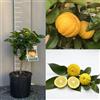 SAVINI VIVAI L'ARTE DI FARE NATURA SAVINI VIVAI Pianta di Limone Albero Agrumi Limone Mellarosa in Vaso da 20 cm Altezza 70 cm 2-3 Anni di innesto Made Italy