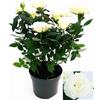 POWERS TO FLOWERS - ROSA DA GIARDINO RAMPICANTEe RIFIORENTE, ROSA BIANCA, Pianta Vera
